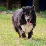 Pies do adopcji, Grudziądz, 11 marca 2025