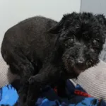 Znaleziono psa, Gdańsk, 28 marca 2025