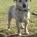 Pies do adopcji, Grudziądz, 15 marca 2025