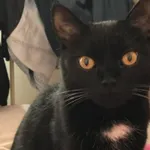 Zaginął kot, Łódź, 28 marca 2025