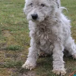 Pies do adopcji, Grudziądz, 21 marca 2025