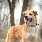 Znaleziono psa, Grudziądz, 13 września 2024