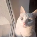 Zaginął kot, Łódź, 29 marca 2025