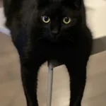 Zaginął kot, Łódź, 30 marca 2025