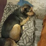 Zaginął pies, Łódź, 29 marca 2025