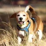 Pies do adopcji, Milanówek, 29 marca 2025