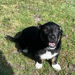 Pies do adopcji, Włocławek, 28 marca 2025