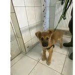 Znaleziono psa, Białystok, 31 marca 2025