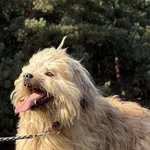 Imię: Kudełek Chip: 616093903024255 Płeć : Samiec Wiek: styczeń 2022 Wielkość: mała Dzieci: w wieku szkolnym Kastracja/sterylizacja: tak Inne Psy: akceptuje inne psy Charakter: Kudełek to bardzo wesoł