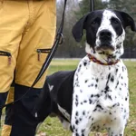 Pies do adopcji, Chełmek, 20 lipca 2024