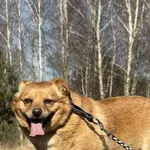 Imię: Aladyn Chip: 616093902281826 Płeć : Samiec Wiek: styczeń 2021 Wielkość: mała Dzieci: w wieku szkolnym Kastracja/sterylizacja: tak Inne Psy: akceptuje inne psy Charakter: Aladyn to nieufny spokoj