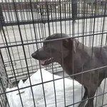 Znaleziono psa, Radom, 30 marca 2025