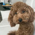 Zaginął pies, Łódź, 1 kwietnia 2025