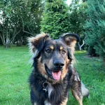 Zaginął pies, Skurgwy, 1 kwietnia 2025