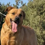 Imię: Maja Chip: 616093903019500 Płeć : Samica Wiek: styczeń 2024 Wielkość: duża Dzieci: w wieku szkolnym Kastracja/sterylizacja: tak Inne Psy: akceptuje inne psy Charakter: Maja to sympatyczna radosn