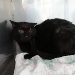 KOT Z INTERWENCJI 31.03.2025