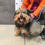 Przyjęty: 2025-03-31 Gmina: Andrychów Płeć: Pies Opis: mieszaniec, czarne - podpalane