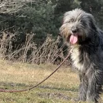 Imię: Hobanianka Chip: 616093903060352 Płeć : Samica Wiek: styczeń 2022 Wielkość: duża Dzieci: w wieku szkolnym Kastracja/sterylizacja: tak Inne Psy: akceptuje inne psy Charakter: Hobanianka to delika