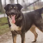 Masti (6163), Samica