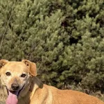 Imię: Reksio Chip: 616093903021938 Płeć : Samiec Wiek: styczeń 2015 Wielkość: mała Dzieci: w wieku szkolnym Kastracja/sterylizacja: tak Inne Psy: akceptuje inne psy Charakter: Reksio to miły sympatycz