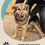 Znaleziono psa, Dąbrówka, 29 marca 2025