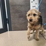 Przyjęty: 2025-03-31 Gmina: Morawica Płeć: Suka Opis: mieszaniec, czarne - podpalane