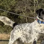 Imię: Simba Chip: 616093902546269 Płeć : Samiec Wiek: maj 2024 Wielkość: mała Dzieci: w wieku szkolnym Kastracja/sterylizacja: nie Inne Psy: akceptuje inne psy Charakter: Simba to aktywny żywiołowy ps