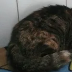 Znaleziono kota, Lublin, 27 marca 2025