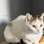 Znaleziono kota, Lublin, 27 marca 2025