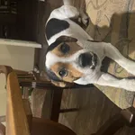 Zaginął pies, Łódź, 2 kwietnia 2025