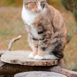 Zaginął kot, Sasino, 2 kwietnia 2025