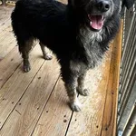 Pies do adopcji, Orzechowce, 2 kwietnia 2025