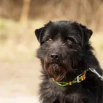 Pies do adopcji, Nowodwór, 1 kwietnia 2025