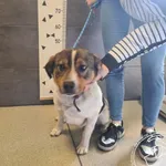 Przyjęty: 2025-04-02 Gmina: Pszczyna Płeć: Pies Opis: mieszaniec, tricolor