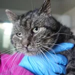 KOT ZNALEZIONY 01.04.2025