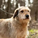 Pies do adopcji, Nowodwór, 1 kwietnia 2025