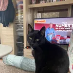 Zaginął kot, Gdynia, 2 kwietnia 2025