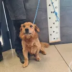 Znaleziono psa, Chełmek, 1 kwietnia 2025