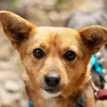 Pies do adopcji, Nowodwór, 1 kwietnia 2025