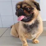 Znaleziono psa, Lublin, 2 kwietnia 2025