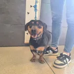 Przyjęty: 2025-04-02 Gmina: Pszczyna Płeć: Pies Opis: mieszaniec w typie jamnika, czarne-podpalane