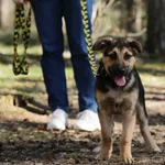 Pies do adopcji, Piła, 16 marca 2025