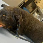 Znaleziono psa, Racławice, 28 marca 2025