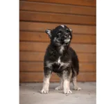 Znaleziono psa, Białystok, 3 kwietnia 2025