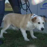 Znaleziono psa, Szczecin, 3 kwietnia 2025