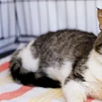 Kot do adopcji, Elbląg, 3 kwietnia 2025