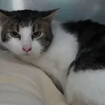 KOT Z INTERWENCJI 02.04.2025