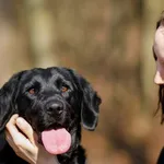 Pies do adopcji, Elbląg, 2 kwietnia 2025