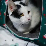 Znaleziono kota, Sosnowiec, 1 kwietnia 2025