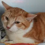 KOT  Z INTERWENCJI 02.04.2025